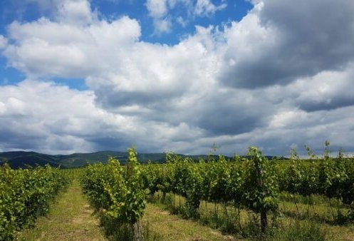20180624_120151-scaled-600x338